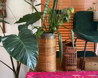 Gorgeous House Plants