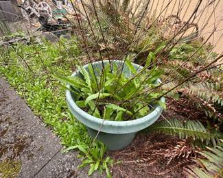 Plants & pots