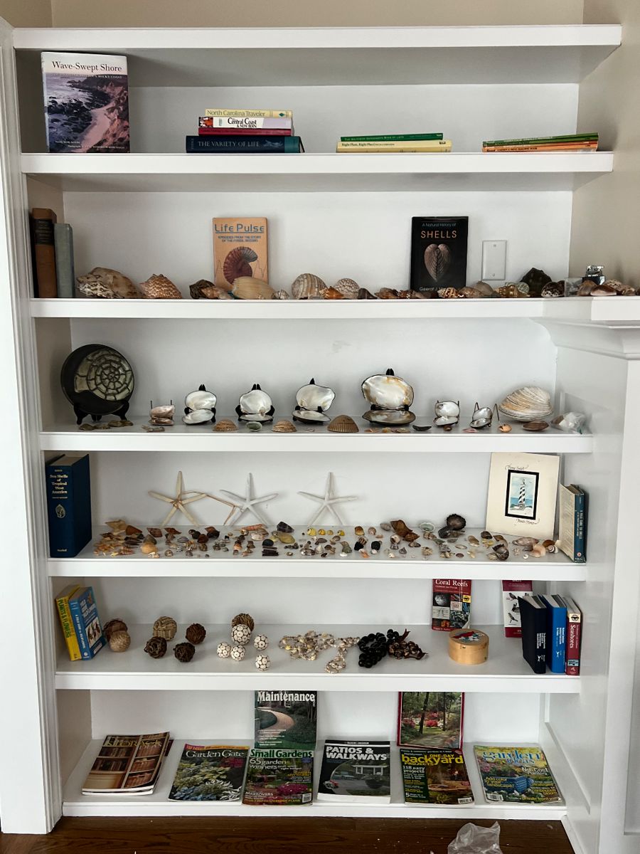Lovely collection of vintage and modern hand picked shells