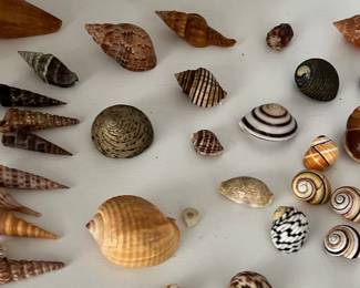 Shells