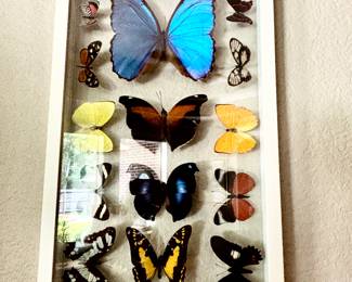 Framed butterflies