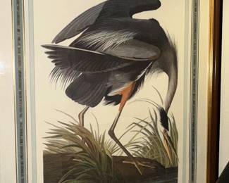 Large JJ Audubon re issue in fine frame