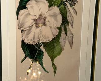 19th c botanicals … Great Colors !