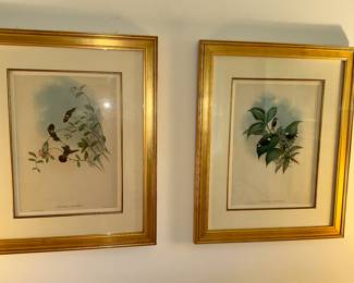 Gould engravings