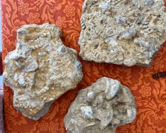 Fossils