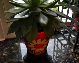 Succulent Plant in a Fun Orange Pot