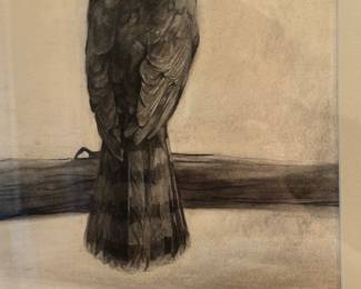 Hawk