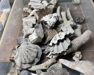 More fossils