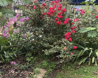 Unique opportunity! If you see an outside flowering plant you want, let us know! They’re available, but you’ll have to dig them up!