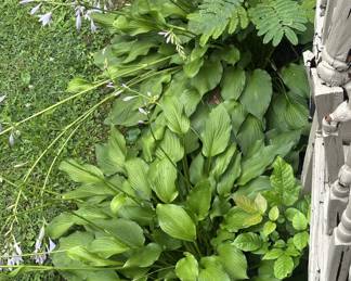 Unique opportunity! If you see an outside flowering plant you want, let us know! They’re available, but you’ll have to dig them up!