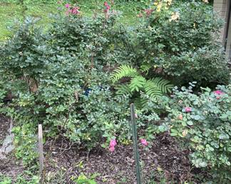 Unique opportunity! If you see an outside flowering plant you want, let us know! They’re available, but you’ll have to dig them up!