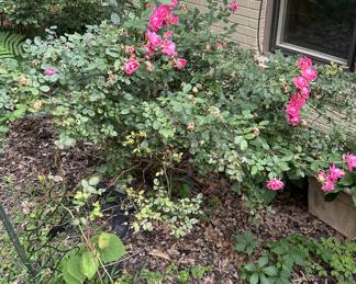 Unique opportunity! If you see an outside flowering plant you want, let us know! They’re available, but you’ll have to dig them up!