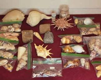 Seashells #1