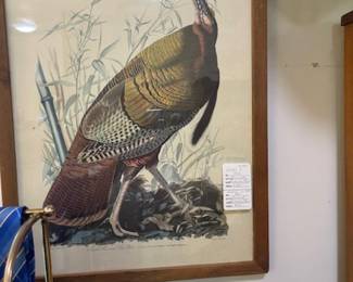 One of three Audobon prints