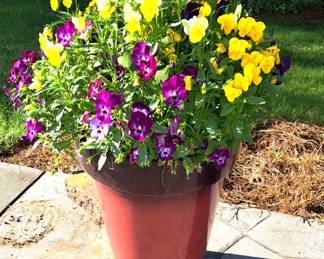 PLANTER & PANSIES
