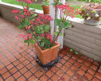 Wonderful plants.