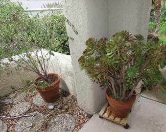 Wonderful plants.