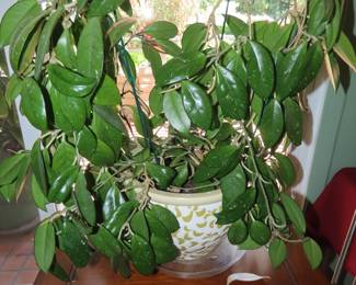Indoor plant.