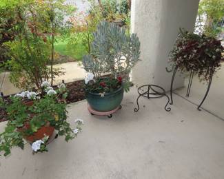 Wonderful plants.