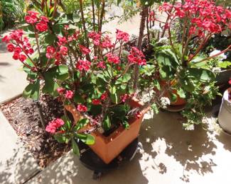 Crown of thorns and geranium plants.