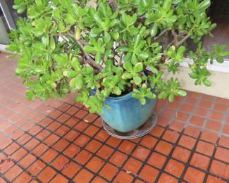 Wonderful plants.