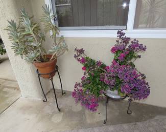 Wonderful plants.