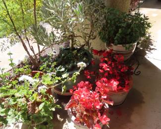 Begonias, geraniums and jade plants.