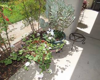 Wonderful plants.