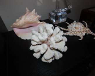 Sea shells.