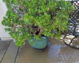 Large ceramic pot and jade plant.