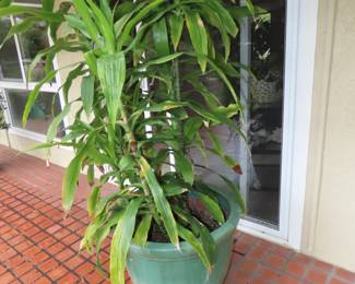 Wonderful plants.