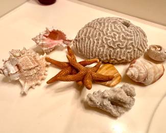Beautiful sea shells and coral