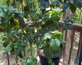 rose of sharon plant