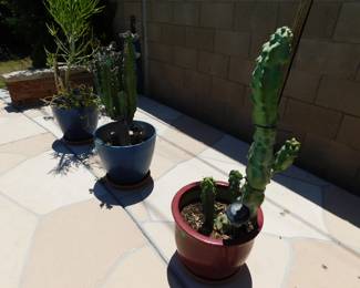 Live plants and Cacti