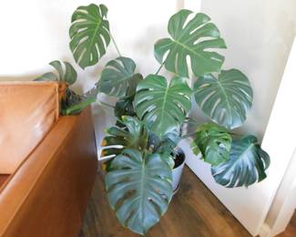 There are many live plants inside and outside the residence.