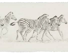 145
Lindsay Scott
b. 1955
A running herd of zebra
Graphite on wove paper
Signed in pencil lower left: Lindsay Scott
Sheet: 6" H x 24" W
Estimate: $800 - $1,200