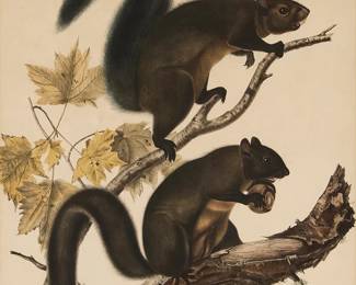 178
After John James Audubon
1785-1851
"Long Haired Squirrel," plate 27 from "The Viviparous Quadrupeds of North America," by J. T. Bowen, 1844
Lithograph with hand-coloring on paper
Edition: from the Imperial Folio edition of unknown size
With the artist's and lithographer's names printed in the image at the lower left and right, respectively: J. J. Audubon; drawn on the stone and colored by J.T. Bowen, Philadelphia
Image: 24.125" H x 19" W; Sight: 25.625" H x 19.125" W
Estimate: $200 - $400