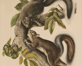 177
After John James Audubon
1785-1851
"Hare Squirrel," plate 43 from "The Viviparous Quadrupeds of North America," by J. T. Bowen, 1844
Lithograph with hand-coloring on paper
Edition: from the Imperial Folio edition of unknown size
With the artist's and lithographer's names printed in the image at the lower left and right, respectively: J. J. Audubon; drawn on the stone and colored by J.T. Bowen, Philadelphia
Image: 23.625" H x 19" W; Sight: 26.75" H x 20.75" W
Estimate: $200 - $400