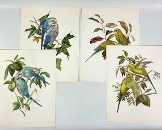 Budgerigar Bird Art Prints by Basil Ede