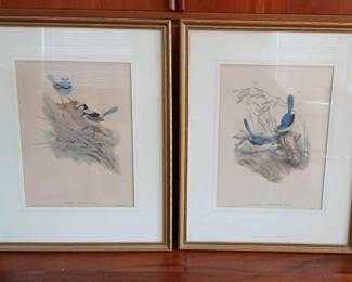 Vintage Chromo Lithographs by John Gould