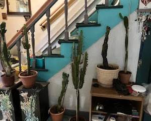 Some cacti and stands
