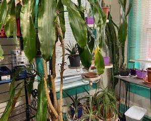 Plants