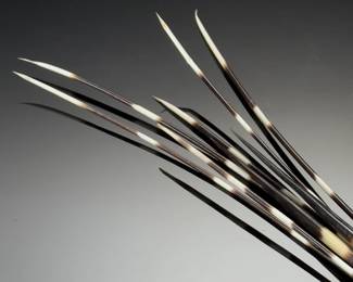 African Porcupine Quills