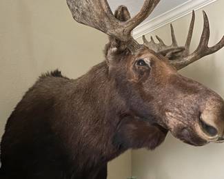 Moose $6000