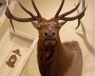 Elk $6000