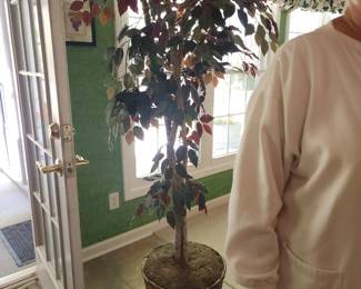 tree