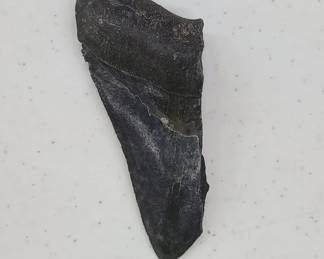 Megalodon tooth with serrations 3 1/2"