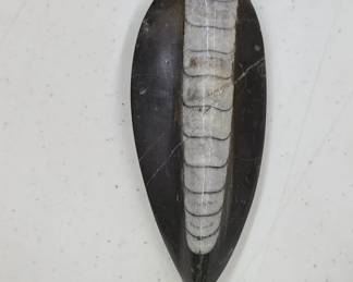 Polished Orthoceras Fossil 5"