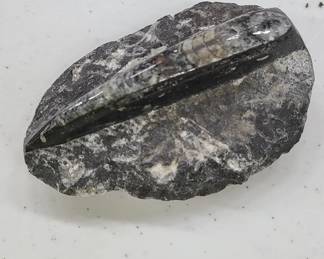 Orthoceras Fossil 3 1/2"