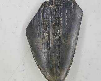 Megalodon Shark Tooth Fossil